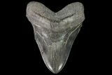 Serrated, Fossil Megalodon Tooth - Georgia #76470-1